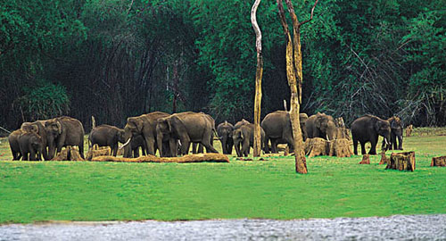 Backwater Wildlife of Kerala Tours