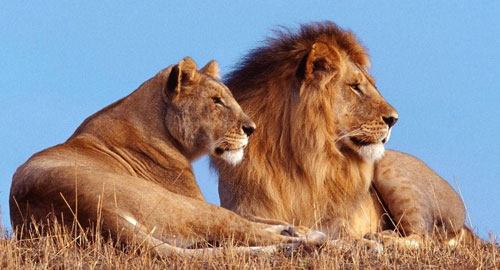 http://www.mybudgettrip.com/wildlife-in-india/images/asia-lion.jpg