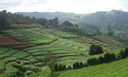 Coonoor