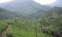 Nilgiri Hills