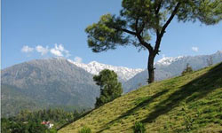 Palampur