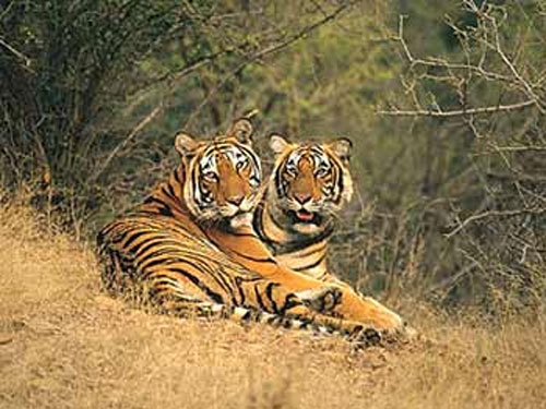 Wildlife Tour
