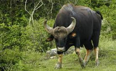 Tour to Simlipal national park