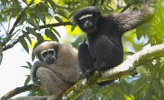 Hoolock Gibbons
