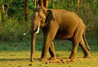 Indian Elephant