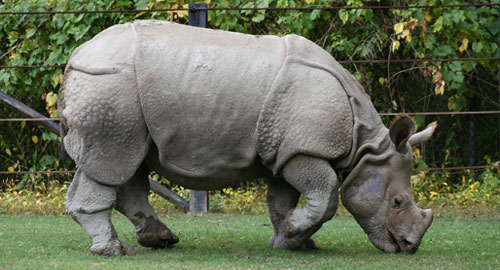 Indian Rhino