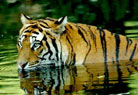 Corbett National Park