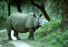 Kaziranga National Park