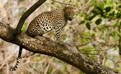 Tiger in Sunderbans National Park