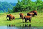 Periyar Wildlife Sanctuary