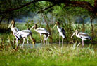 Bharatpur Bird Sanctuary